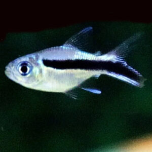 Balloon Penguin Tetra