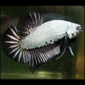 Black Dragon Betta Male
