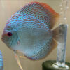 Blue Scorpian Discus