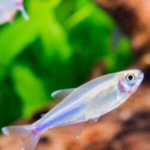 Blue Tetra Albino **NEW**