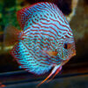Blue Turquoise Discus