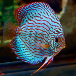 Blue Turquoise Discus 7cm ***HIGH GRADE***
