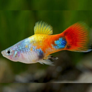 Butterfly Platy