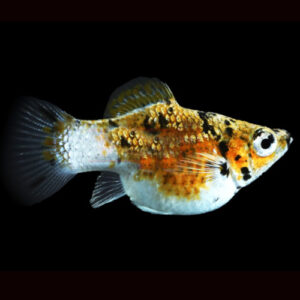 Calico Tiger Balloon Molly 3cm