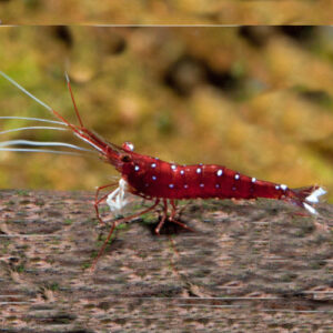 Cardinal Shrimp 1-1.5cm