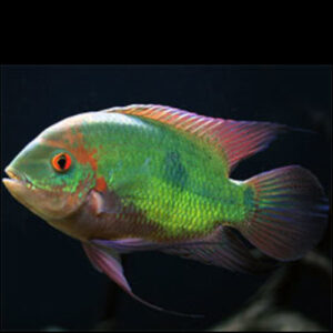 Emerald Cichlid