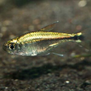 Gold Tetra Tank Bred