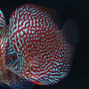 Galaxy Turquoise Discus