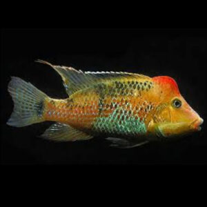 Geophagus Steindacheri