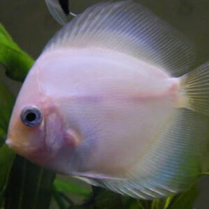 Ghost Discus 7cm ***HIGH GRADE***