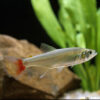 Glass bloodfin tetra