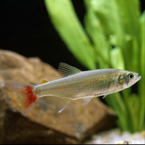 Glass Bloodfin Tetra