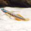 Gold Neon Dwarf Goby