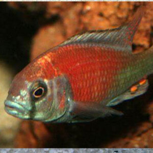 Hippo Point Salmon Cichlid 10cm