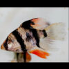 LF tiger barb2