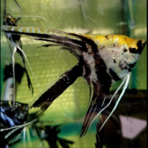 Long Tail Marble Angelfish 4-5cm