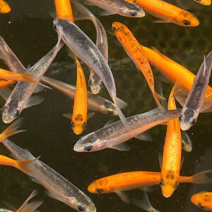 Assorted Orfe Pack (5x 3-4” Gold, 4x 4-5” Blue)