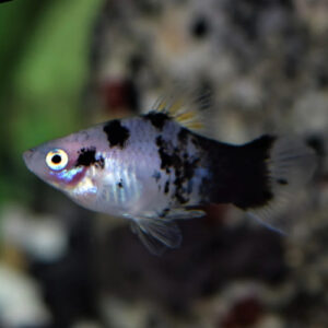 Panda Coral Platy