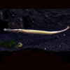 Pipefish