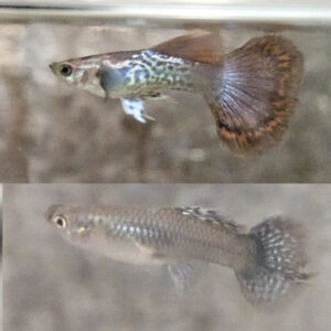 Red Dragon Guppy PAIR