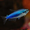 Super blue emperor tetra
