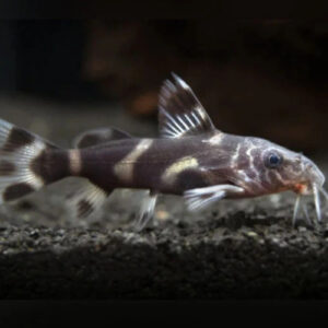 Synodontis Albolineatus 5-6cm