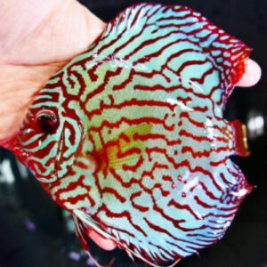 Tiger Mosiac Discus 7cm ***HIGH GRADE***
