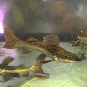 Yellow Tail Catfish 7CM
