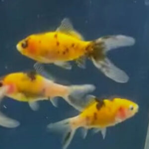 Yellow Shubunkin 2-3”