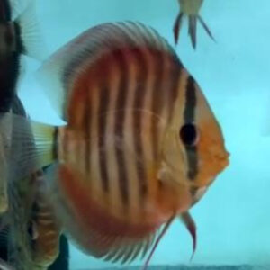 Alenquer Discus 7cm ***HIGH GRADE***