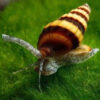 assassin snail