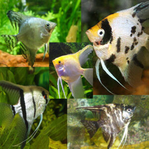 Assorted Angelfish 4-5cm