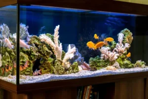 best fish for a decorative pond uk