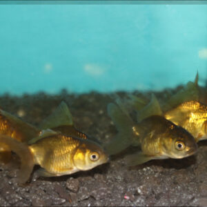 Black Oranda 5-6cm