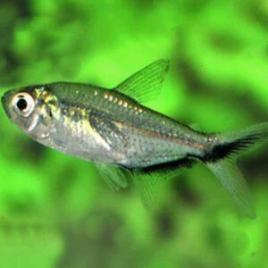 Blackline Tetra