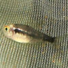 black neon diamond tetra3
