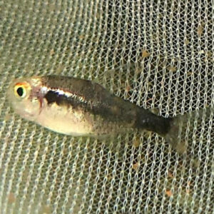 Black Diamond Neon Tetra