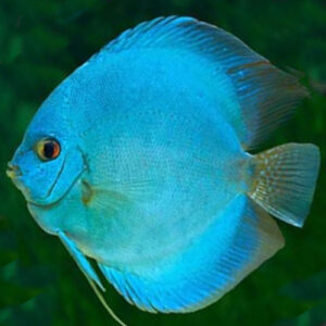 Blue Diamond Discus 7cm ***HIGH GRADE***