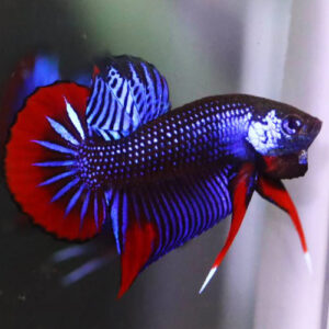Blue Imbellis Betta Male