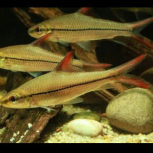 Borneo Red Fin Shark 7-8cm
