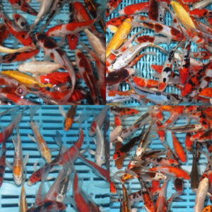 Koi Selection Pack IDB1 (Selected Koi 5x 3-4”,2x 5-6”, 1x Butterfly Koi 5-6”)