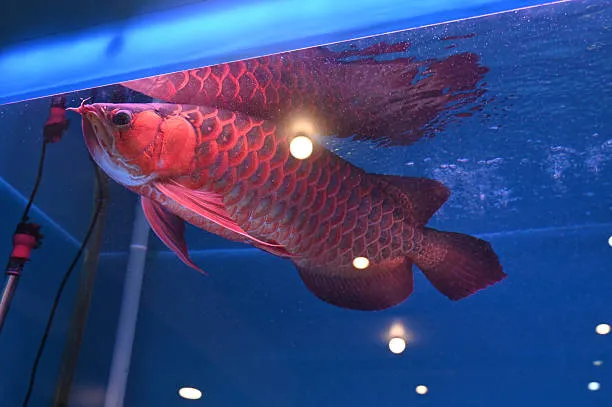 buy arowana online safely