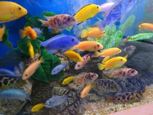 buy tropical fish online