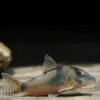 corydoras Septentrionalis