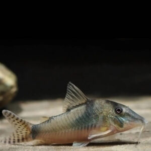 Corydora Septentrionalis