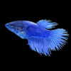 crowntail betta female