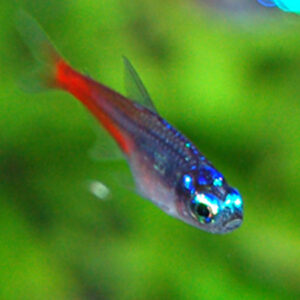 Blue Diamond Neon Tetra