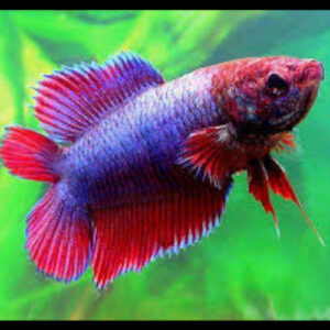 Double tail Female Betta