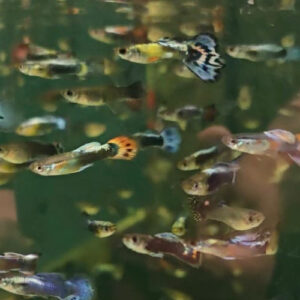 Dumbo Guppy Pair (Mixed colours)