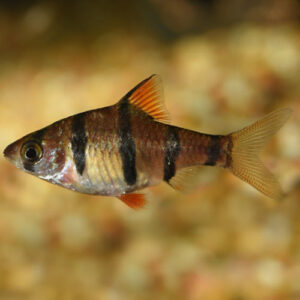 Five Banded Barb 3cm